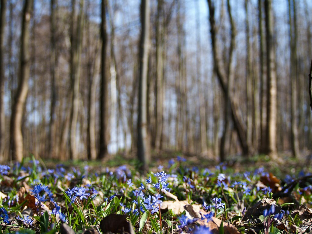 violets-in-the-forest